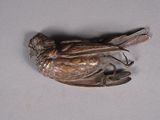 un oiseau perché sur un morceau de métal