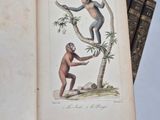 an open book with a picture of a monkey and a man on a tree