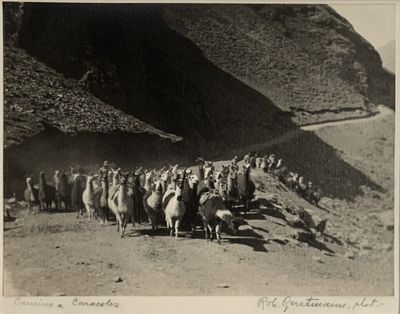photographie en noir et blanc d'un troupeau de moutons sur un chemin de terre