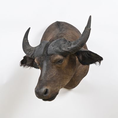 une tête de taureau accrochée au mur sur un fond blanc