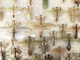 many insects that are on display in a glass case