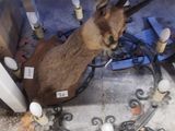 un cerf assis par terre à côté de toilettes