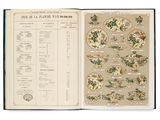 un livre ouvert sur lequel est représenté un bouquet de fleurs