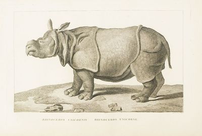 un dessin représentant un rhinocéros debout sur le sol
