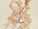 a drawing of a tree that is in the middle of a picture