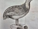 dessin représentant un oiseau posé sur un socle dans une exposition de musée
