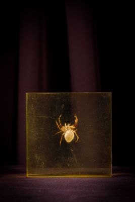 une petite araignée dans une boîte en verre posée sur une table