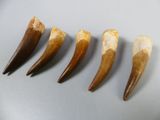 four pieces of tooth are arranged in a row on a table