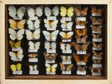 many different types of butterflies displayed in a display case