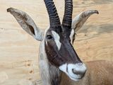 a antelope that is standing next to a wooden wall