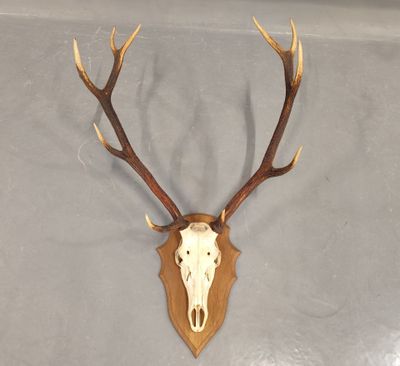 une photo d'un crâne de cerf accroché au mur