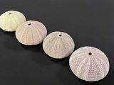 three sea urchins are lined up in a row on a black surface