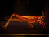 painting of a grasshopper in a dark room with a black background