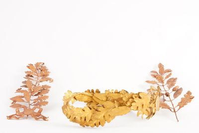 trois types de feuilles différents sur un fond blanc