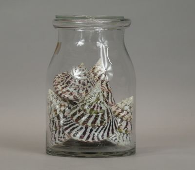 a glass jar with shells inside of it on a table