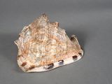 un coquillage posé sur une surface grise