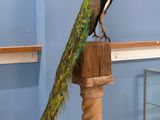 a peacock sitting on top of a wooden post