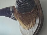 an animal head mounted on the wall of a house