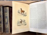 a book opened to show a picture of a horse and a foal
