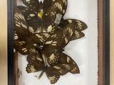 a picture of a butterfly display in a wooden frame