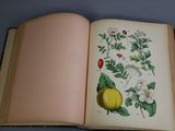 an open book with a picture of flowers and fruit on it