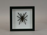 a close up of a spider in a black frame on a white background