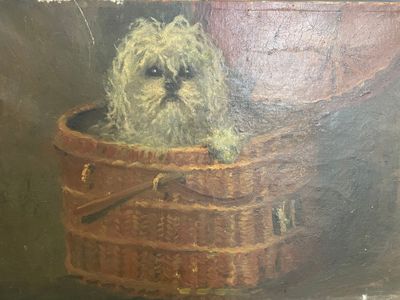 Bichon dans un panier en osier - Photo 1