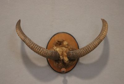 Mouflon spp (NR) : massacre avec phanères présentes sur la p…