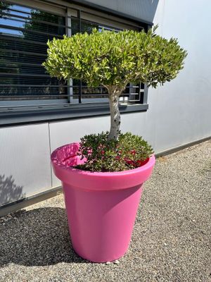une jardinière rose contenant un petit arbre