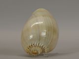 a shell shaped object on a stand on a gray surface