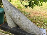 a stone sculpture of a whale sitting on a stone block