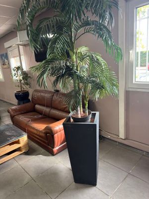 une plante qui se trouve dans une jardinière au milieu d'une pièce