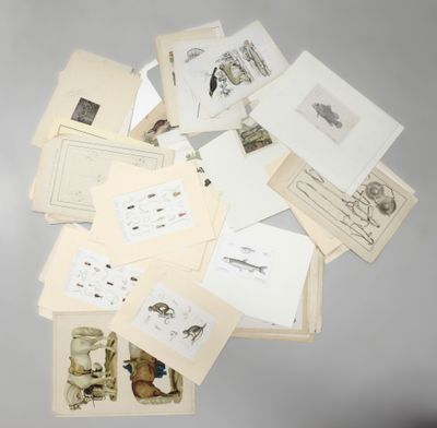 [FAUNE ET FLORE] Ensemble d'environ 60 gravures anciennes ( … - Photo 1