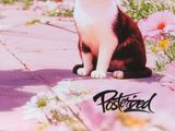 a black and white cat sitting on a sidewalk