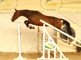 a horse that is jumping over an obstacle