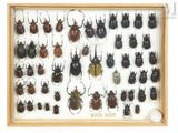 a display of beetles in a wooden frame on a white background