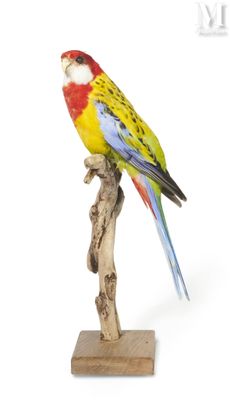a colorful bird perched on a branch on a white background