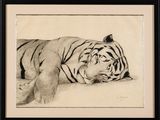 dessin représentant un tigre endormi sur le sol, dans un cadre noir