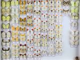 de nombreux types de papillons différents présentés dans une vitrine