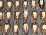 de nombreuses têtes de cerfs empaillées accrochées au mur