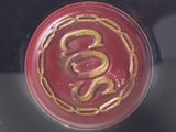 a close up of a red wine bottle with a gold snake on it
