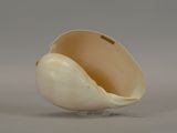 a shell shaped object on a stand on a gray surface