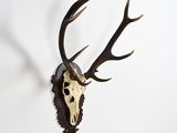 deer skull mounted on a wall with antlers on it ' s head