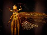 a large insect that is on display in a glass case