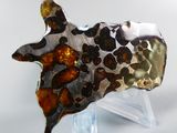 a silver and brown animal head on a clear stand