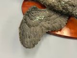 a bird that is sitting on top of a wooden plate