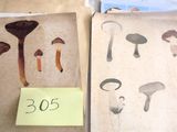 deux pages présentant différents types de champignons