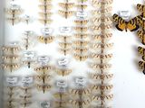 a lot of butterflies that are on display in a glass case