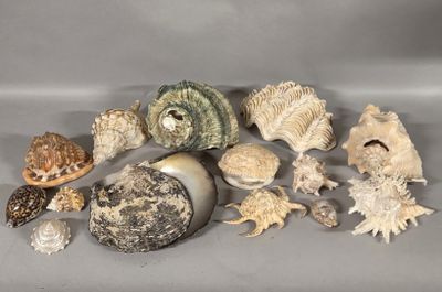 a lot of shells that are on the table