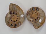 paire d'ammonites fossilisées sur fond blanc
